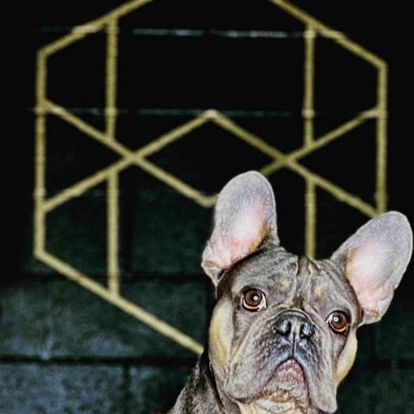 Background of Block Ice logo mark and company mascot, Gus, a French Bulldog.